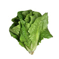 Organic Romaine Lettuce