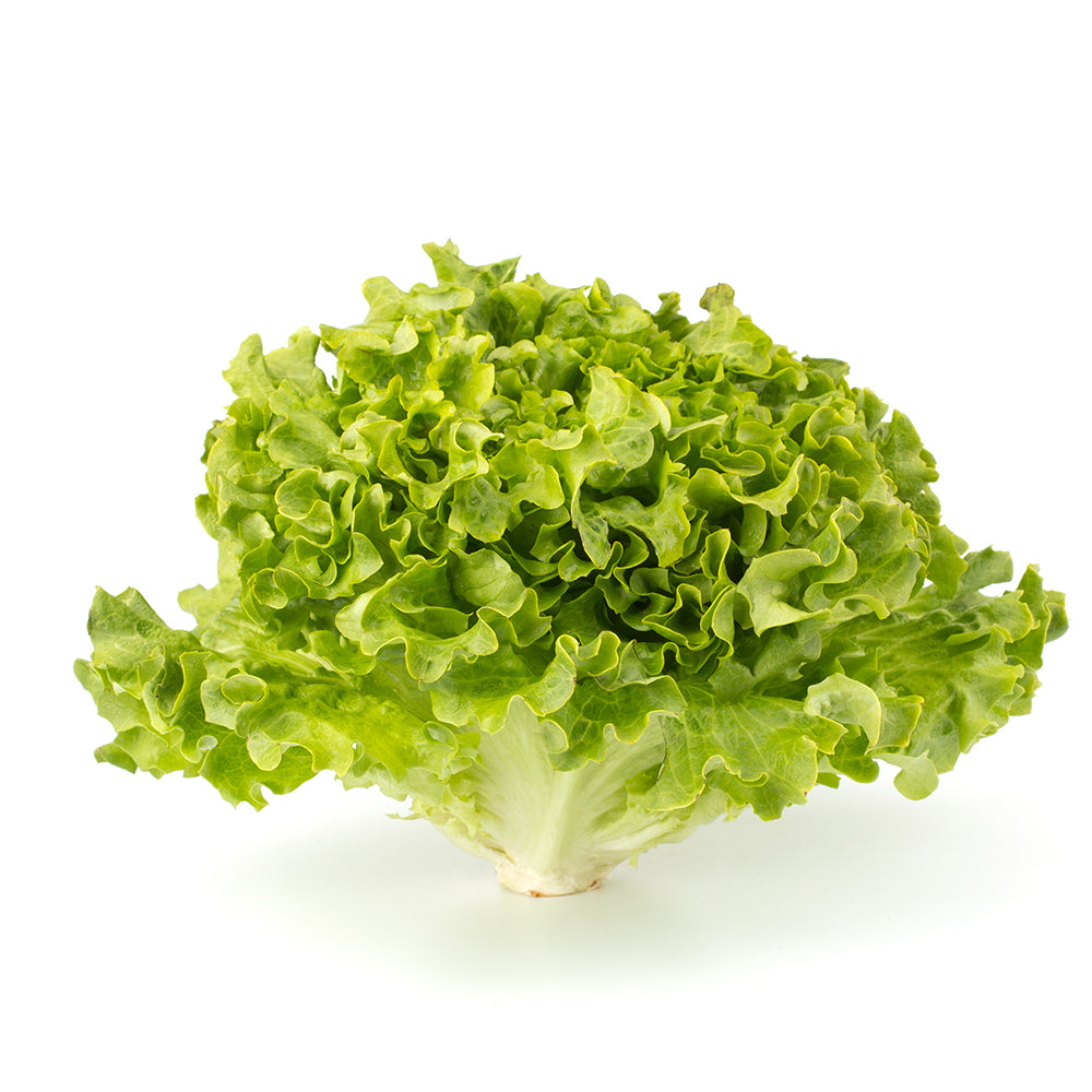 Muir Lettuce Head