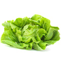 Organic  Rex Lettuce