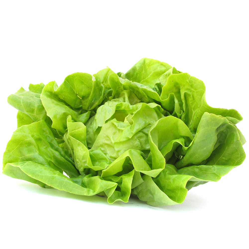 Organic  Rex Lettuce