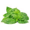 Organic Basil