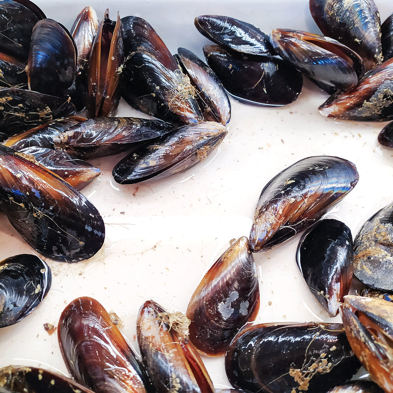 Fresh PEI Mussels – 10 lb Bag | Live Blue Mussels