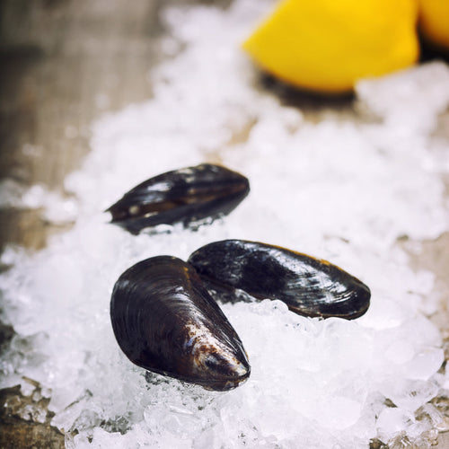 Fresh PEI Mussels – 10 lb Bag | Live Blue Mussels